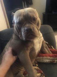 Reunited Male Dog last seen 11th st. NW and grant Ave NW. New Philadelphia, Ohio, New Philadelphia, OH 44663