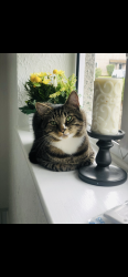 Lost Male Cat last seen Bishop hall road, Leicestershire, England 