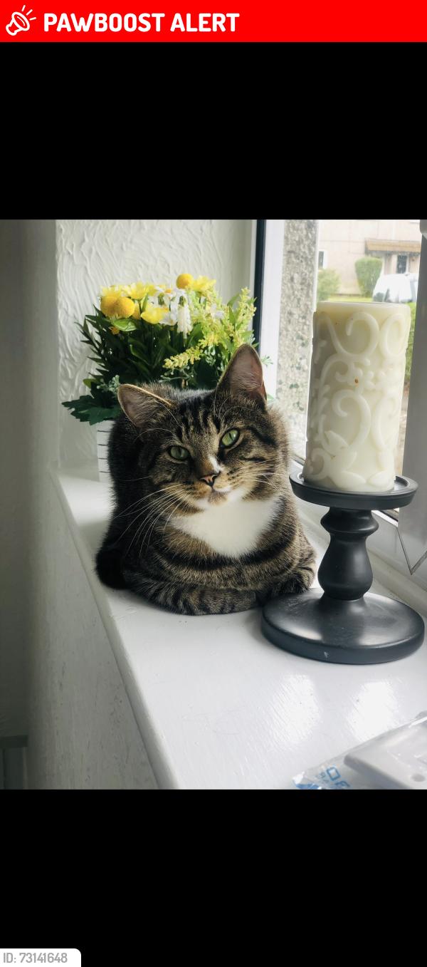 Lost Male Cat last seen Bishop hall road, Leicestershire, England 