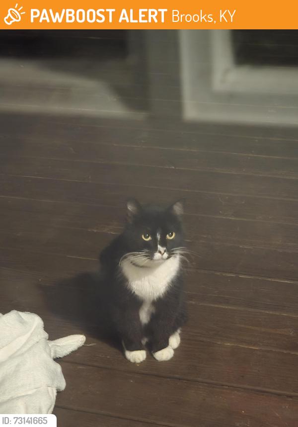 Found/Stray Unknown Cat last seen North Lakeview and 1020, Brooks, KY 40229