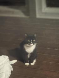 Found/Stray Unknown Cat last seen North Lakeview and 1020, Brooks, KY 40229