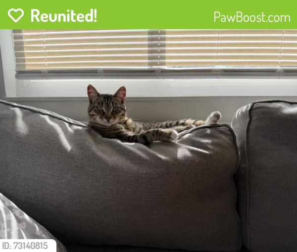 Reunited Female Cat last seen Huntwood and Manon, Hayward, CA 94544