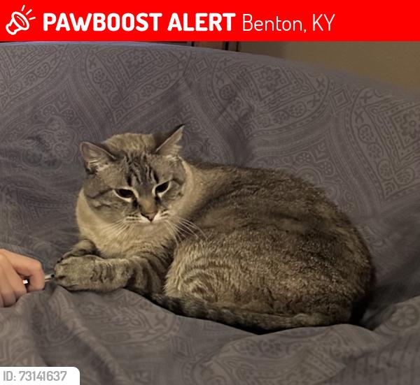 Lost Female Cat last seen Players Drive and Eagle Drive, Benton, KY 42025