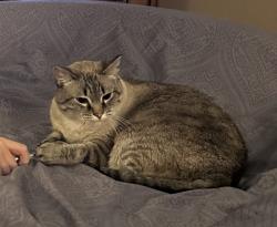 Lost Female Cat last seen Players Drive and Eagle Drive, Benton, KY 42025