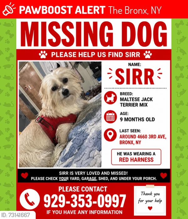 Lost Male Dog last seen Arthur Avenue, The Bronx, NY 10458
