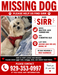 Lost Male Dog last seen Arthur Avenue, The Bronx, NY 10458