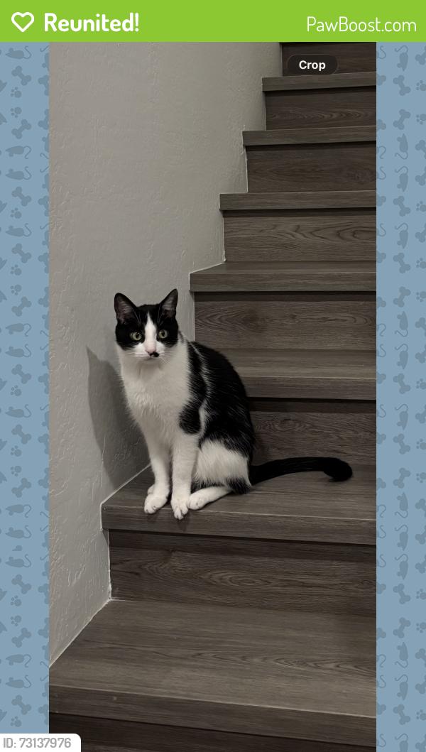 Reunited Male Cat last seen Erall and 68th St, Scottsdale, AZ 85251