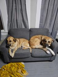 Lost Male Dog last seen Woodlawn & Hillcrest, San Antonio, TX 78228