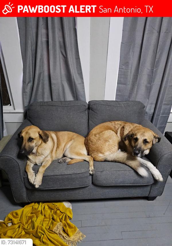 Lost Male Dog last seen Woodlawn & Hillcrest, San Antonio, TX 78228