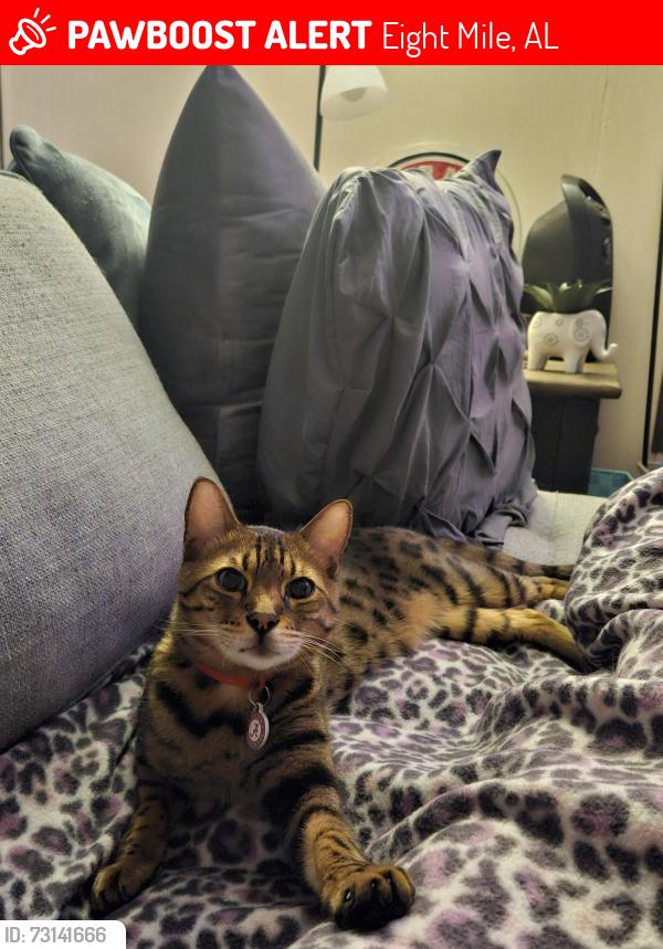 Lost Male Cat last seen Pine Street, Eight Mile, AL, Eight Mile, AL 36613