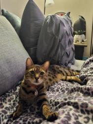 Lost Male Cat last seen Pine Street, Eight Mile, AL, Eight Mile, AL 36613