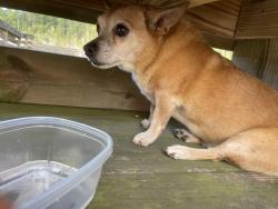 Reunited Female Dog last seen Out on the dock at Latham Whitehurst Nature Park, New Bern, NC 28560