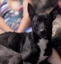 Found/Stray Male Dog last seen Ives rd, Mason, MI 48854