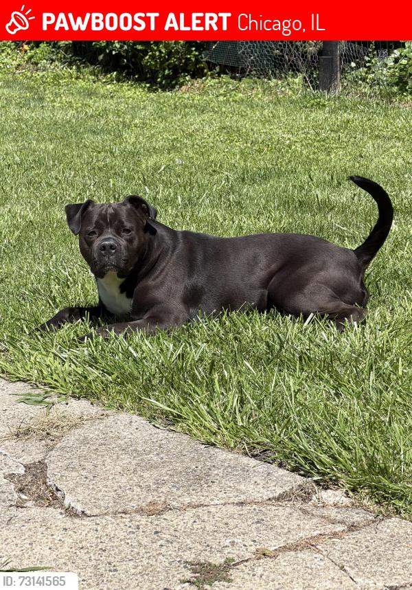 Lost Male Dog last seen Near N Latrobe av Chicago Illinois 60651, Chicago, IL 60651