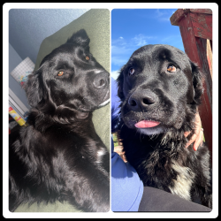 Lost Male Dog last seen County road 316 and NN, Mexico, MO 65265