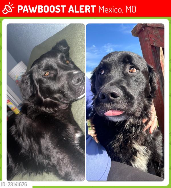 Lost Male Dog last seen County road 316 and NN, Mexico, MO 65265