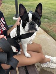Reunited Female Dog last seen At Quincy Park, Lubbock, TX 79424