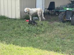 Reunited Male Dog last seen Palmilla Springs, Aledo, TX 76008
