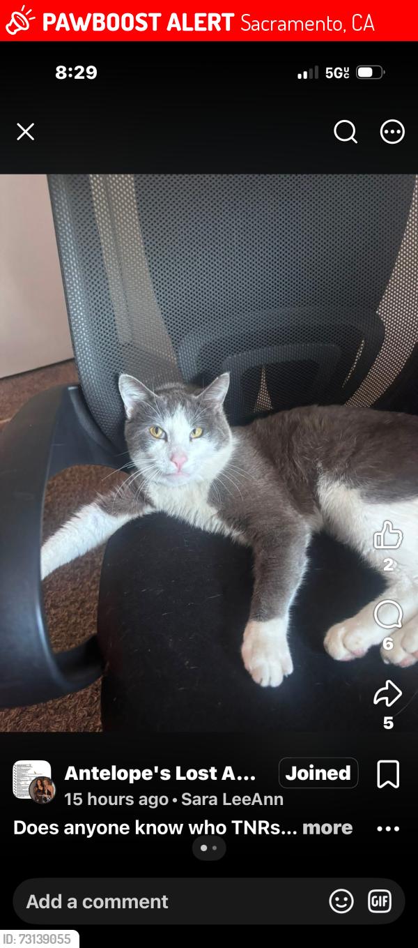 Lost Male Cat last seen Mirage and auspicious, Sacramento, CA 95842