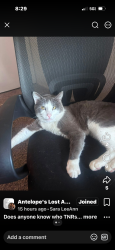 Lost Male Cat last seen Mirage and auspicious, Sacramento, CA 95842