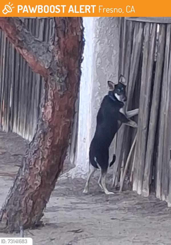 Found/Stray Unknown Dog last seen E church s willow, Fresno, CA 93725