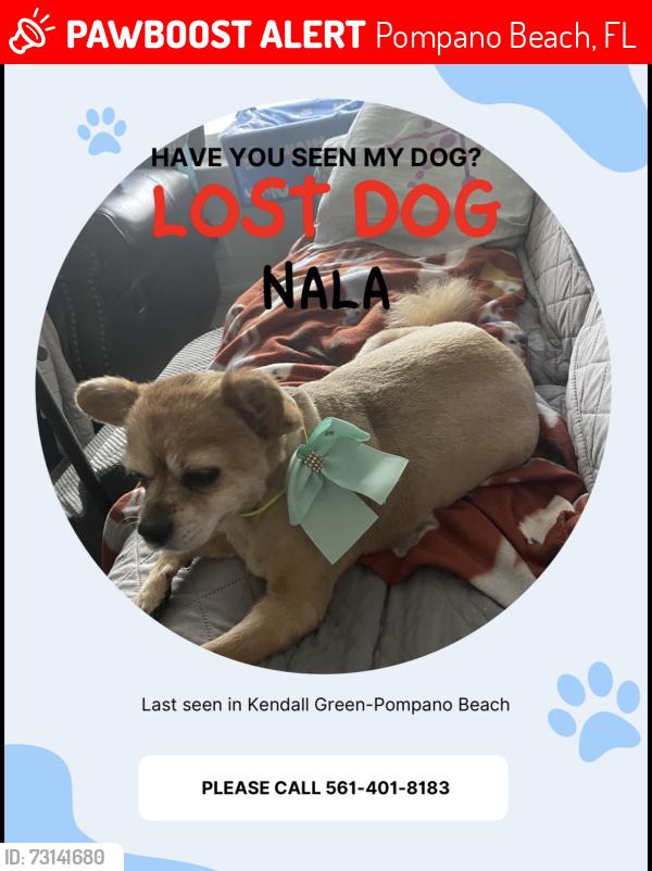 Lost Female Dog last seen Ne 3rd Ave & ne 23rd ct, Pompano Beach, FL 33060