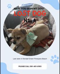 Lost Female Dog last seen Ne 3rd Ave & ne 23rd ct, Pompano Beach, FL 33060