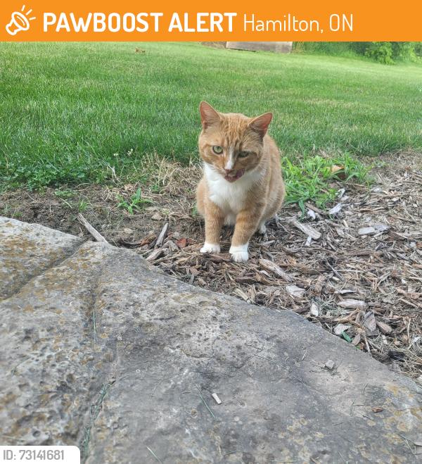 Found/Stray Female Cat last seen Lynderd, Hamilton, ON 