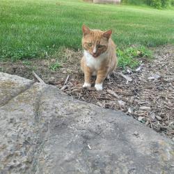 Found/Stray Female Cat last seen Lynderd, Hamilton, ON 