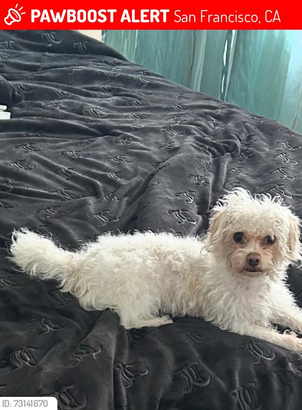 Lost Female Dog last seen Palou, San Francisco, CA 94124