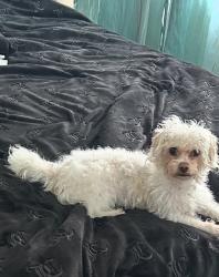Lost Female Dog last seen Palou, San Francisco, CA 94124
