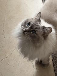 Lost Female Cat last seen B&O Trail, Indianapolis, IN 46234