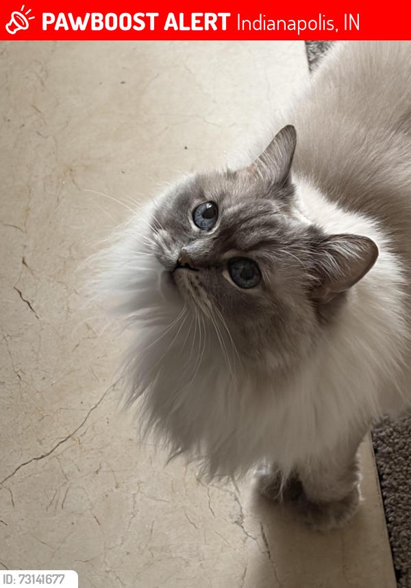 Lost Female Cat last seen B&O Trail, Indianapolis, IN 46234