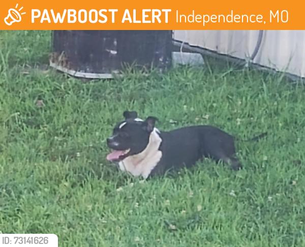 Found/Stray Male Dog last seen We are at the corner of Blue Mills Rd, and East Old Blue Mills Rd. The Little Blue Trace Park in by us., Independence, MO 64058
