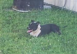 Found/Stray Male Dog last seen We are at the corner of Blue Mills Rd, and East Old Blue Mills Rd. The Little Blue Trace Park in by us., Independence, MO 64058
