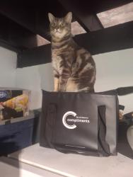 Reunited Male Cat last seen Acron street, Halifax, NS 