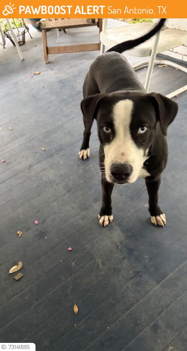 Found/Stray Male Dog last seen Nopal, San Antonio, TX 78210