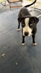 Found/Stray Male Dog last seen Nopal, San Antonio, TX 78210