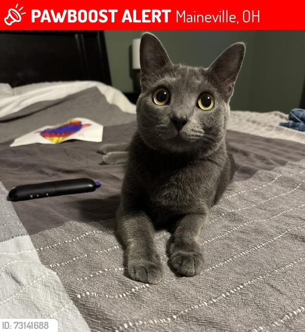 Lost Female Cat last seen Michel’s farm on Eagle Creek between Rollingwood and Driftwood., Maineville, OH 45039