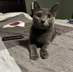 Lost Female Cat last seen Michel’s farm on Eagle Creek between Rollingwood and Driftwood., Maineville, OH 45039