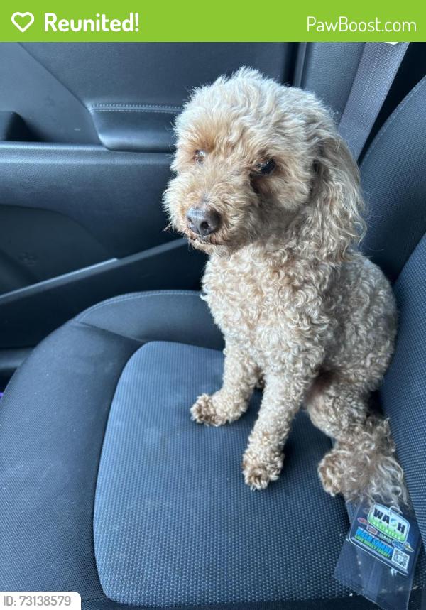 Reunited Male Dog last seen Knoxville Pa, Pittsburgh, PA 15210