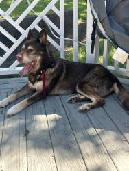 Found/Stray Male Dog last seen Kimberly Rd, Burlington, NC 27215