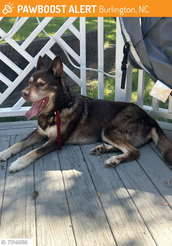 Found/Stray Male Dog last seen Kimberly Rd, Burlington, NC 27215