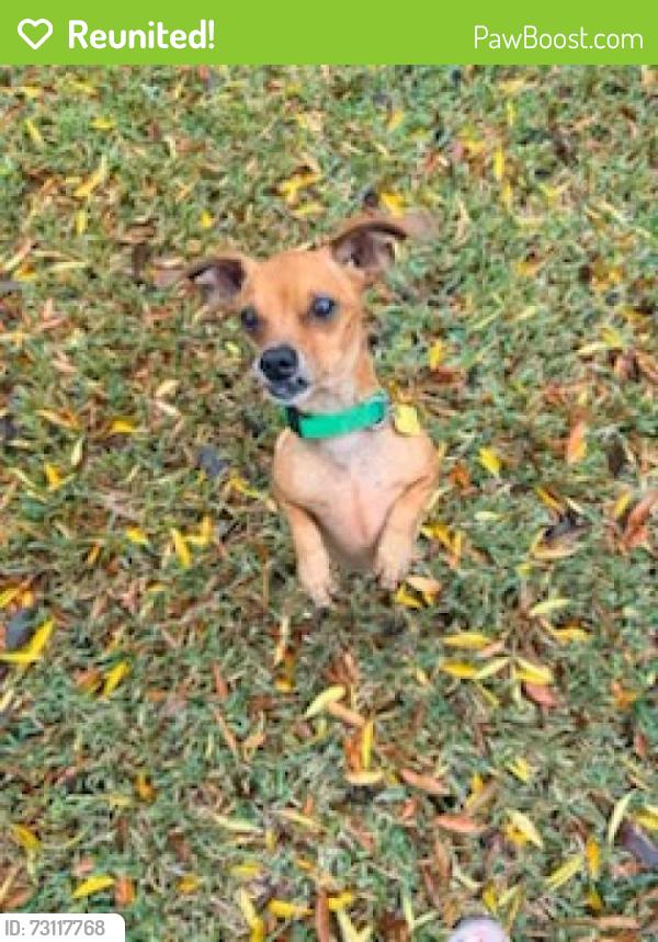 Reunited Male Dog last seen Heubner Rd and Churchill ests Blvd, San Antonio, TX 78248
