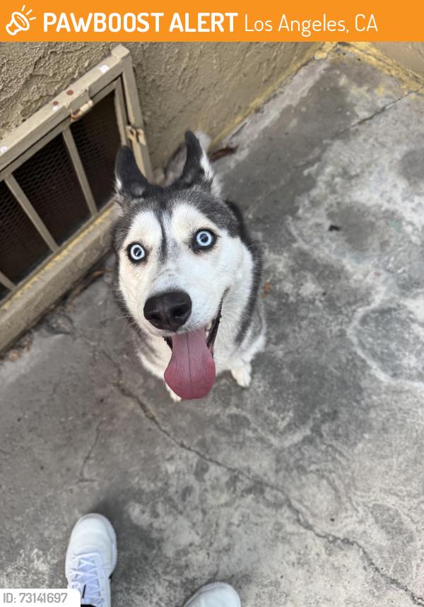 Found/Stray Female Dog last seen Normandie avenue, Los Angeles, CA 90004