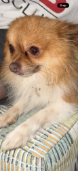 Reunited Male Dog last seen Dandelion Dr in Mesquite tx, Mesquite, TX 75149