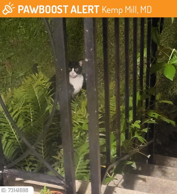 Found/Stray Unknown Cat last seen Tenbrook Dr and Dryden St., Kemp Mill, MD 20901
