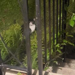 Found/Stray Unknown Cat last seen Tenbrook Dr and Dryden St., Kemp Mill, MD 20901