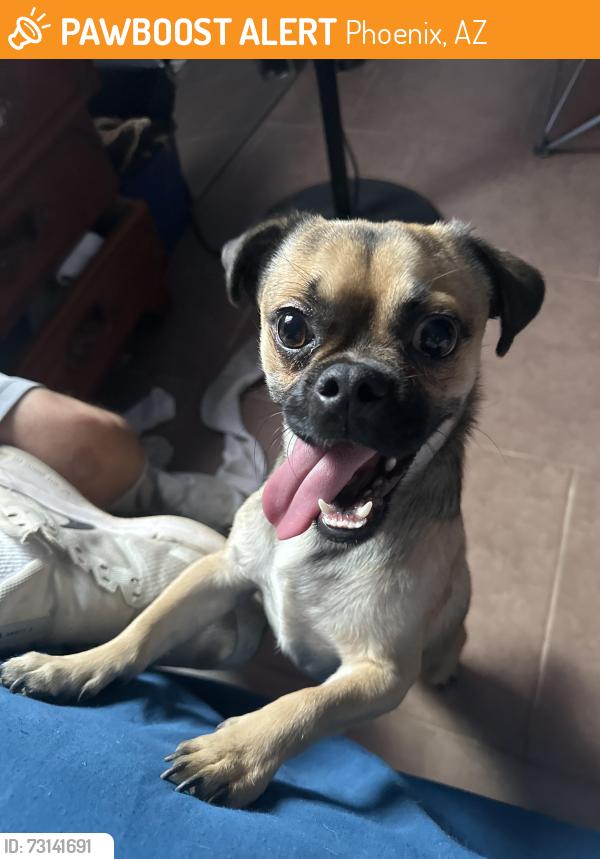 Found/Stray Male Dog last seen Circle K, Phoenix, AZ 85040
