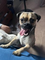 Found/Stray Male Dog last seen Circle K, Phoenix, AZ 85040
